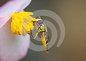 Marmalade hoverfly eating pollen