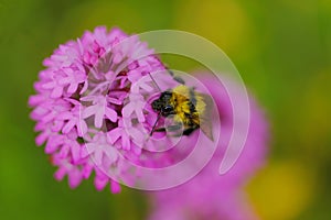 Bee eating on a wild orchidea flower in Alava, Spain