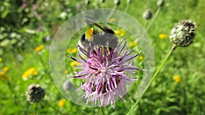 Bee eats cornflower nectar