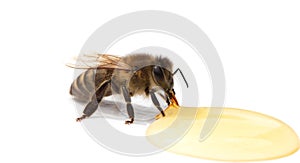 A bee eats honey isolated on a white background.