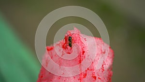 The bee eats pink candyfloss. The bee sits on cotton candy.