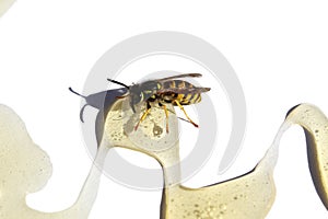 A bee eats ready-made honey on a white background.