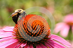 Bee on Echinacea Flower