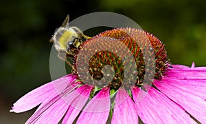 Bee on echinacea flower