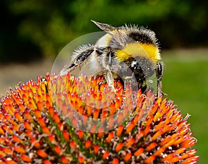 Bee on echinacea flower (macro)