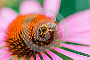 Bee on the echinacea flower in summer