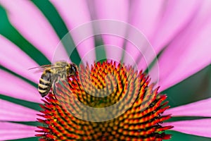 Bee on the echinacea flower in summer