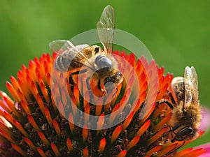 Bee on the echinacea flower