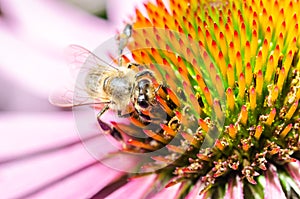 bee on echinacea purpurea /bee pollinates a colourful flower