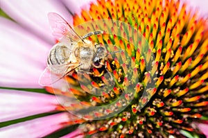 bee on echinacea purpurea /bee pollinates a colourful flower, top view