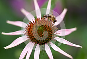 Bee on a Echinacea purpurea purple cone flower in a garden in su