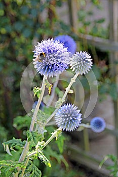 Bee on echinops flower photo