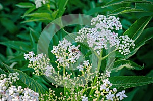 Bee on an elder flower. Calm spring landscape. Alternative medicine