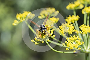 Bee Engaged in Pollination on a Fennel Flower in a Southern French Garden. Insect Activity and Blossoming Garden Ecosystem.