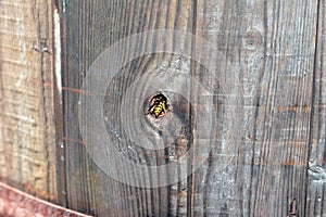 Bee eradication photo