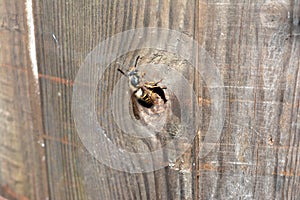 Bee eradication photo