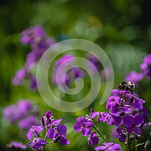 Bee on Erysimum chein flower