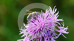 Bee extracting nectar from thistle flower