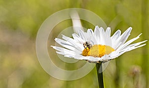 Bee extracting pollen from the yellow center of a daisy flower in a garden