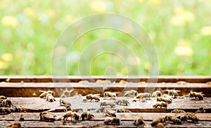 Bee farm in a box and flower background