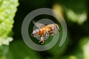 Bee in fast flight in the garden