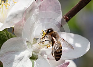 Bee feeding on apple flower