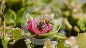 Bee feeding on a flower, macro front shot