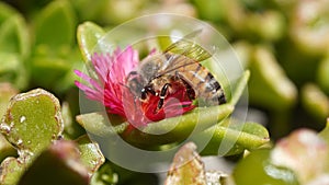 Bee feeding on a flower, macro shot