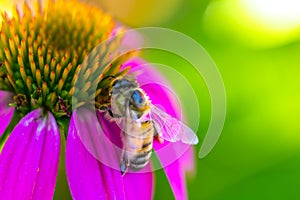 Bee Feeding