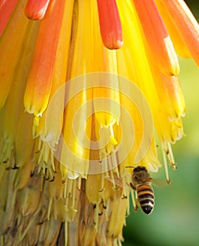 Bee feeding on Hot Poker Plant