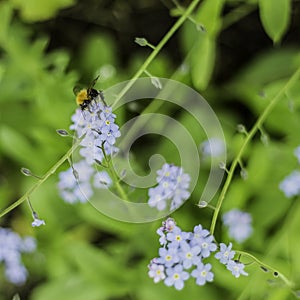 Bee Feeding Nectar From A Plant On A Sunny Day