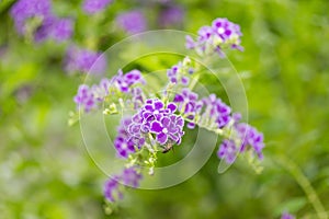 A bee feeding the pollen of Sky-Flower