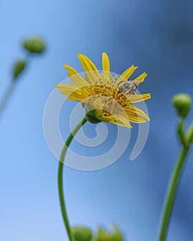 Bee feeding and pollinating on beautiful sun flower with a bent stem with vivid blue skies in background - perspective looking up