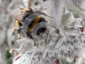 Bumble Bee feeding on Stachys byzantina Lambs Ears plant photo