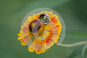 A bee feeds on pollen from red and yellow flower