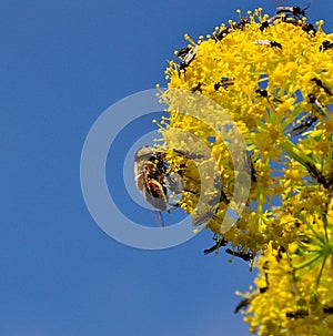 Bee on fennel flowers covered of small flies