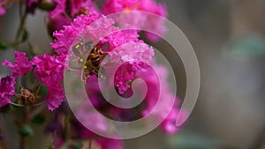 Bee find honey on flowers of Crepe myrtle