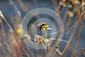 Miel de abeja hallazgo comida en flores 