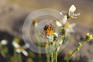 Bee finding food in the flowers