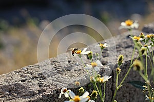 Miel de abeja hallazgo comida en flores 