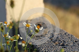 Miel de abeja hallazgo comida en flores 