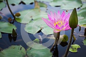 Bee is finding nectar from lotus
