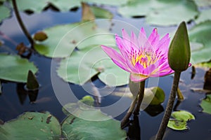 Bee is finding nectar from lotus