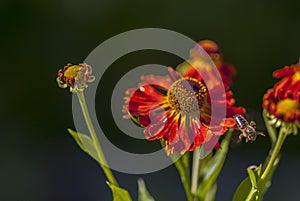 A bee flies away from a flower...