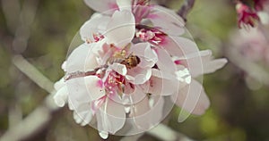 Bee flies and collects pollen from flowers of cherry blossoms. Wasp pollinating fruit trees making honey close-up