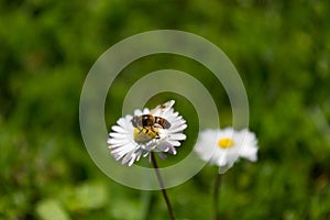 Bee flies on daisy flower in a green field