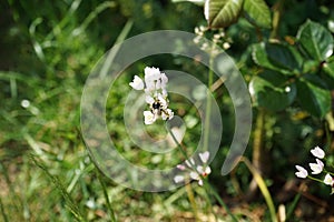 A bee flies over the flowers of Allium roseum in June in the garden. Berlin, Germany