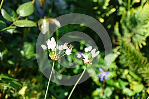 A bee flies over the flowers of Allium roseum in June in the garden. Berlin, Germany