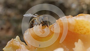 A bee flies and sits on the surface of a ripe pear and drinks nectar.