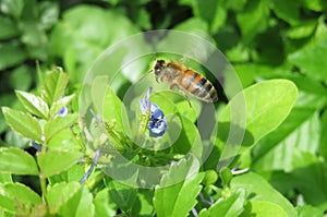 Bee flies to blue flower, closeup